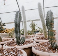 Large Potted Cacti