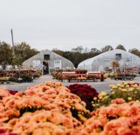 Mums & Greenhouses