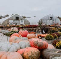 Pumpkins & Greenhouse
